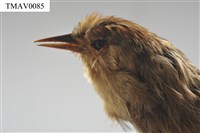 藏品(山紅頭)的圖片